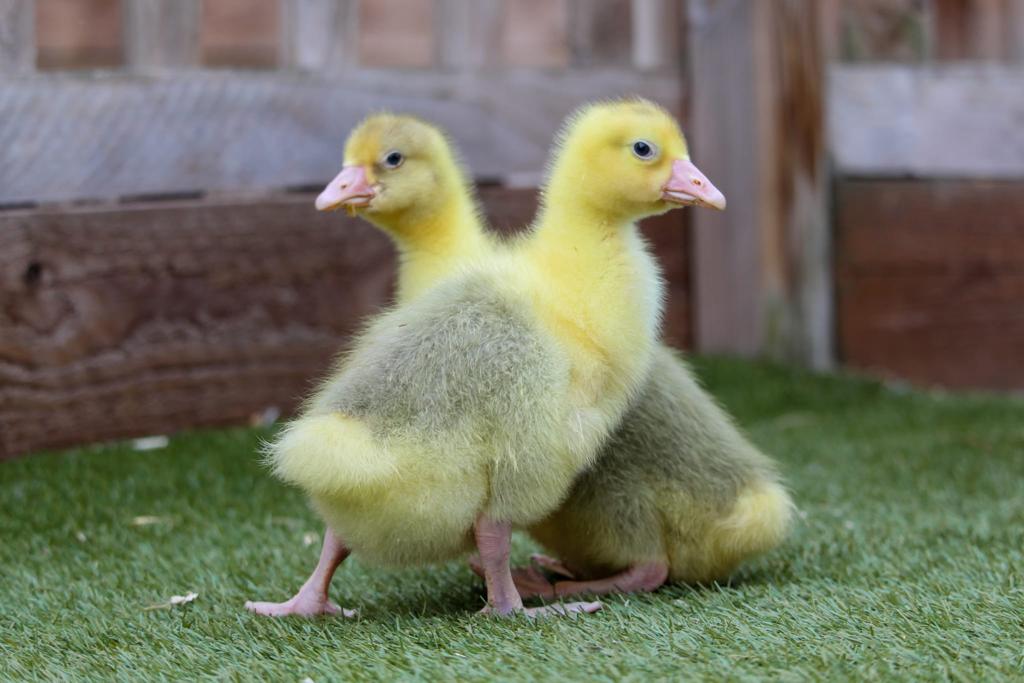 Czech goslings — Louie Legon