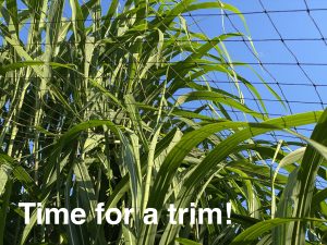 Miscanthus growing through an overhead ne