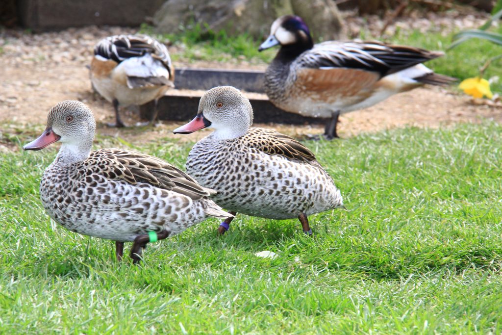 A pair of Cape Teal on grass