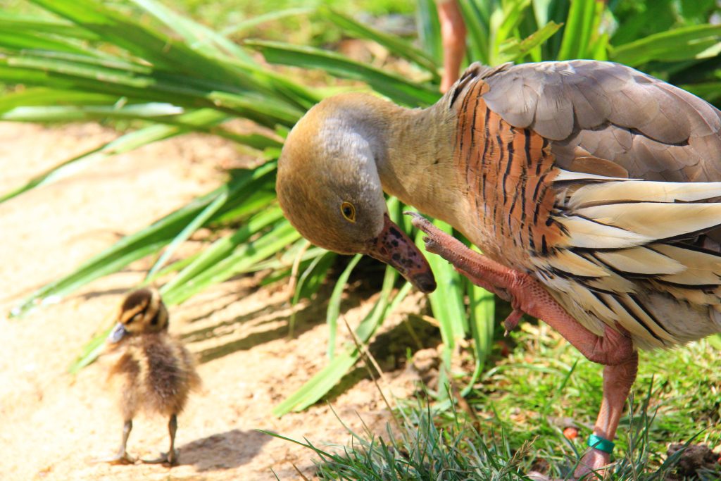Plumed Whistling Duck and duckling