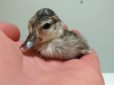 Marbled duckling
