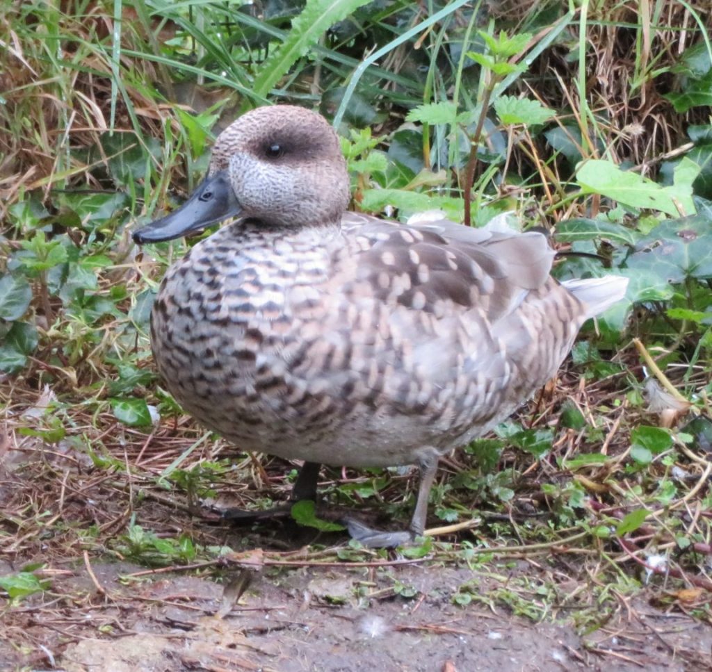 Marbled Duck