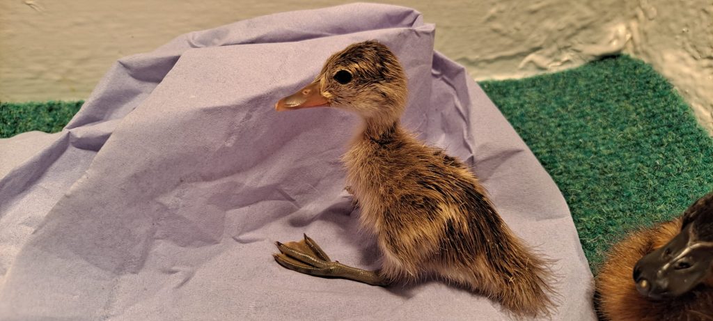 Marbled duckling