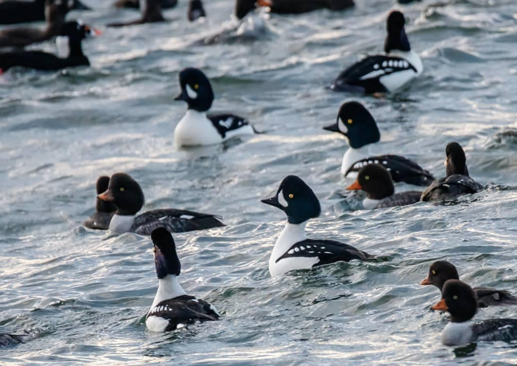 wintering Barrow's Goldeneye, Stanley Park