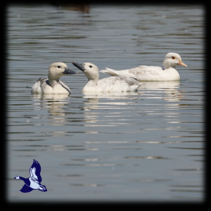 Pale mutations of Carolina and Fulvous Whistling Ducks