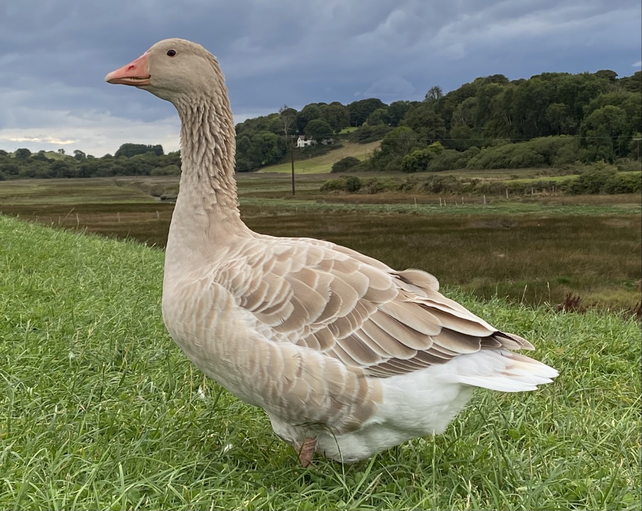 American Buff Goose - British Waterfowl Association