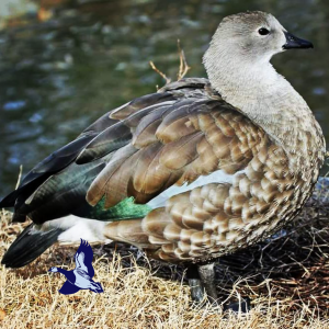 Blue-winged Goose