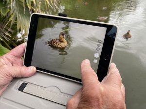 Photographing a duck with an iPad