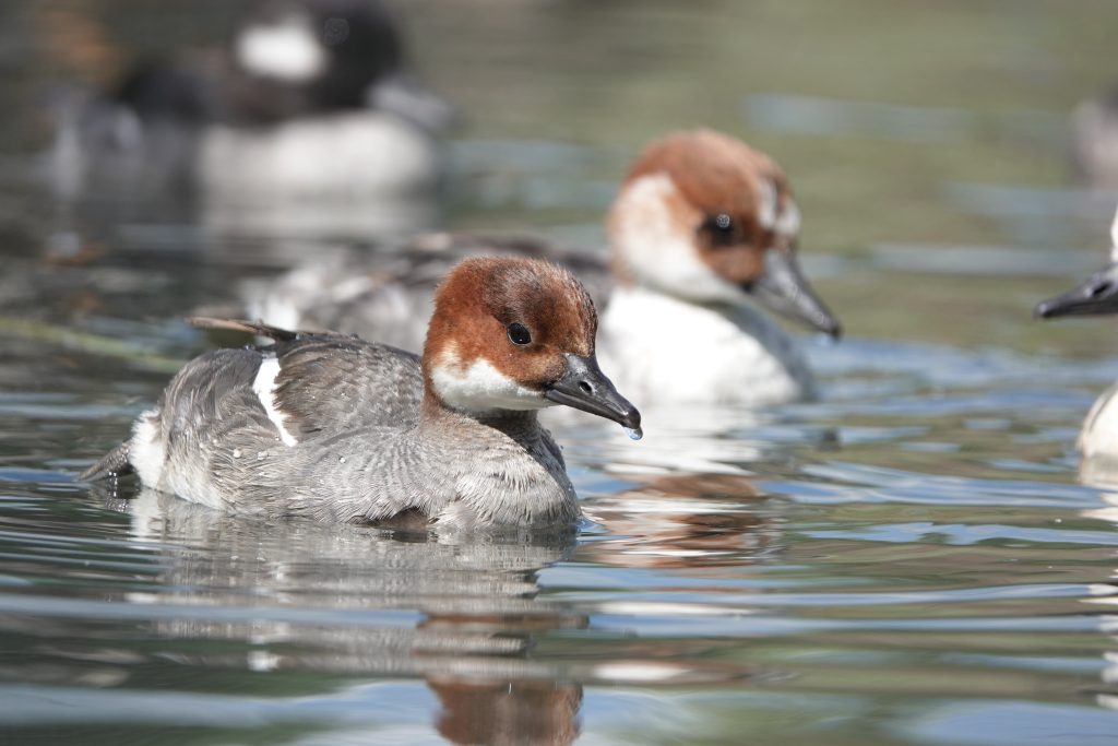 Smew female