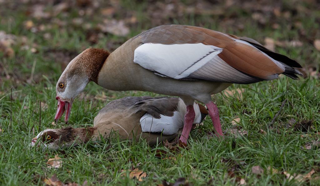 Egyptian Goose - British Waterfowl Association Species account for the  Egyptian Goose, Alopochen aegyptiaca.